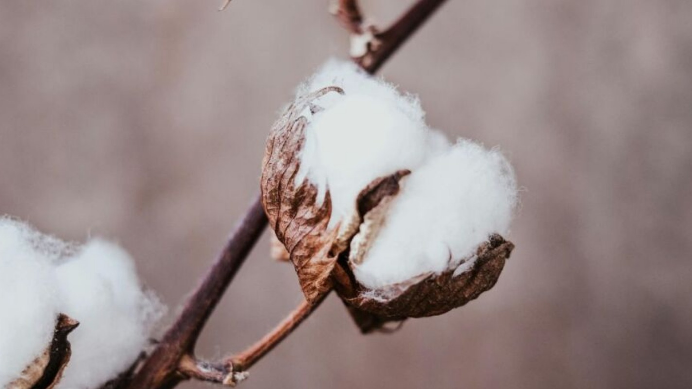 Equilíbrio entre oferta e demanda mantém preço do algodão estável no Brasil