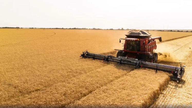 Planejamento é chave para rentabilidade do trigo no Cerrado