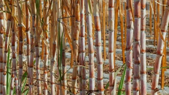 Moagem de cana no Centro-Sul cai 2,2% na safra 2025/26