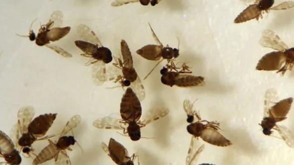 Cidade de SC enfrenta surto de maruim, mosquito ligado à febre Oropouche