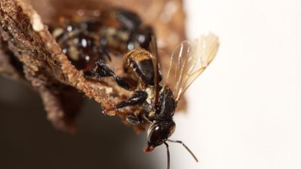 Fungicidas podem prejudicar fungos essenciais às abelhas sem ferrão, aponta estudo